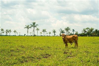 Kuh in der Landschaft
